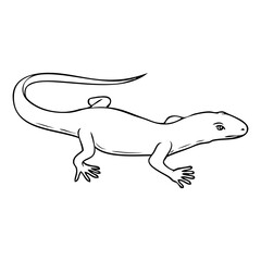 lizard line vector illustration