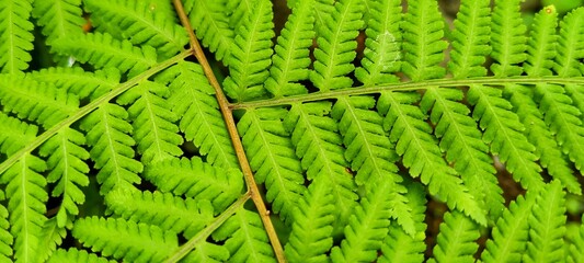 green fern leaves