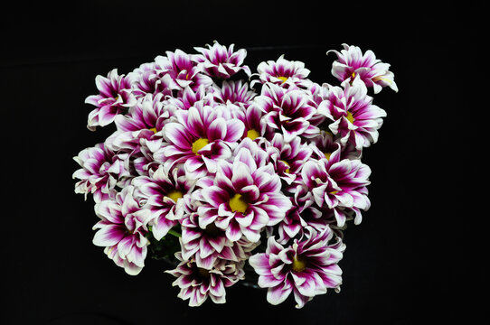 Chrysanthemums