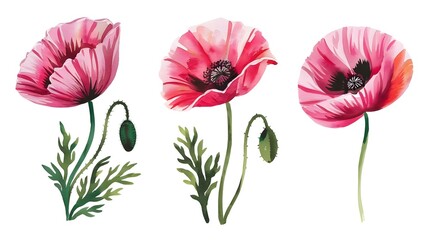 painting of a poppies in watercolor. Flowers isolated against a white background. Paintings of a set of pink and crimson poppies. Hand-painted watercolor flowery background with flowers View Less
