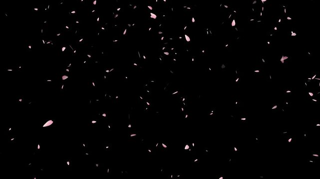 Pink cherry petals falling and flying away on black gradient background. Watercolor cherry blossoms.
Cherry blossom petals flutter down, ink cherry petals. Realistic falling blossoms,
