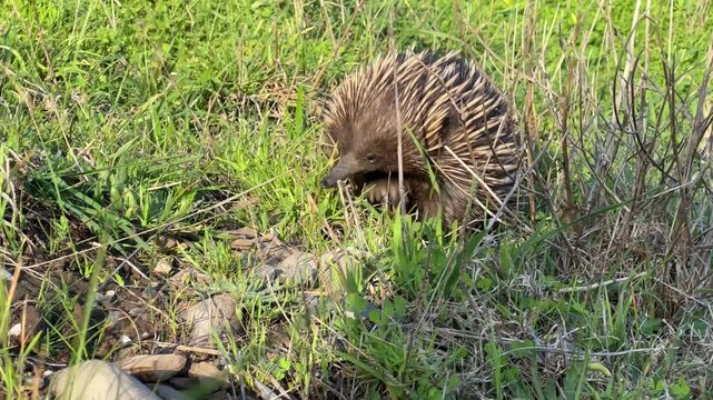 A short beaked echidna or spiny anteater in the wild green grass digging for ants along the coastline of the Fleurieu Peninsula in South Australia in 4k video footage