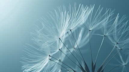 Delicate Dandelion Seeds in Soft Blue