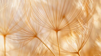 Abstract Dandelion Seeds in Golden Light