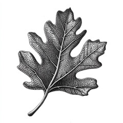 Fototapeta premium A Detailed Pencil Drawing Showcases the Intricate Textures of a Fig Leaf. Generative AI