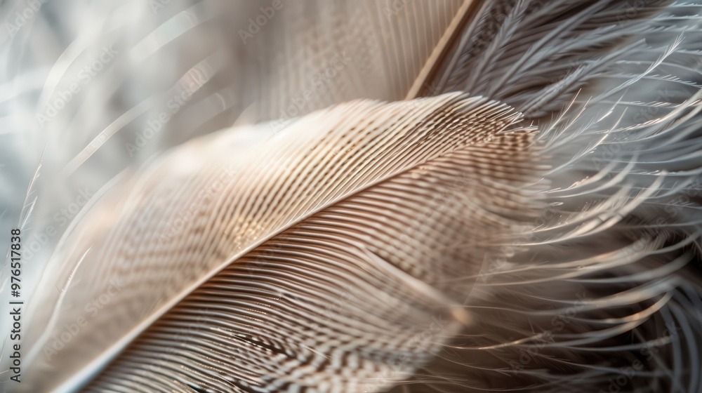Poster closeup of soft bird feathers with a blurred background