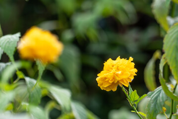 山吹色のヤマブキ　