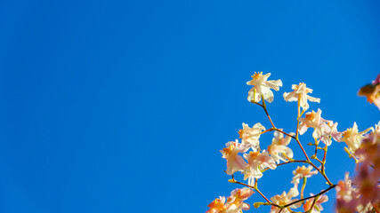 オンシジューム