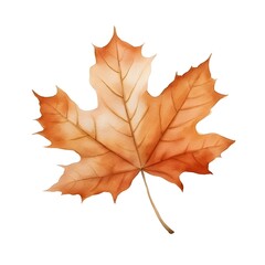Fototapeta premium Vibrant Watercolor Maple Leaf Against White Background