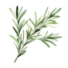 Fototapeta premium Watercolor of Rosemary Sprig on White Background