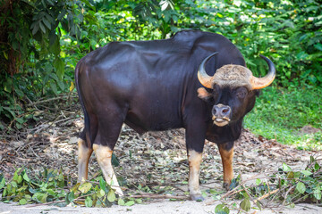 The closeup image of Malayan Gaur (Bos gaurus hubbacki). It is one of the most impressive of all the large mammals in Malaysia. It was considered to range in Peninsular Malaysia © Danny Ye