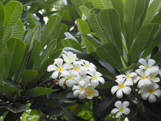 Fototapeta premium White plumeria flowers and yellow stamens. White flowers frangipani blooming on tree in garden natural. Plumeria flowers 5 petals has light fragrance. Natural of flowers tropical exotic background. 