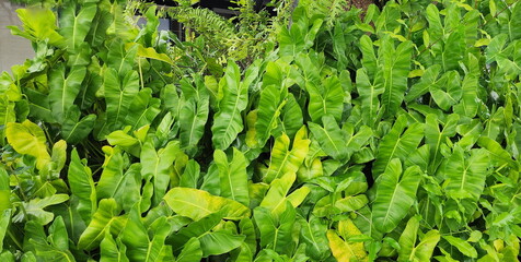 Philodendron heart-shaped green leaf background. Philodendron burle-marxii is an herbaceous plant...