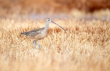Long billed curlew walking in yellow grass at eye level