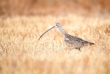 Stunningly beautiful long billed curlew at eye level foraging in bright yellowish grass