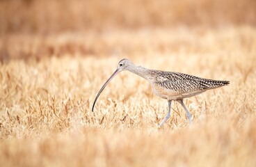 Long billed curlew in profile against bright yellow grass.