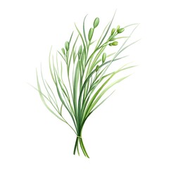 Fototapeta premium Delicate Chive Sprig in Watercolor on White Background