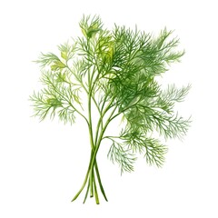 Fototapeta premium Delicate Watercolor Dill Sprig with Feathery Foliage and Grassy Aroma on White Background