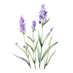 Obraz premium Exquisite Watercolor Lavender Sprig with Pale Purple Flowers and Green Stems on White Background