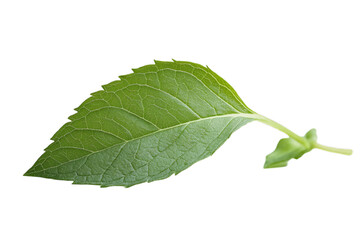 Fototapeta premium Close-up photograph of a single green mint leaf on a white background, side view.