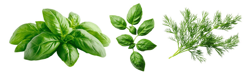 Fototapeta premium A collection of herbal leaves like basil, isolated on a black background with a clipping path, studio photography, close-up and top view, leave plentiful space...