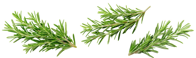 Obraz premium Three sprigs of rosemary, isolated on a black background with a clipping path, studio photography, close-up and top view, leave plentiful space...