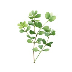 Obraz premium Green Fenugreek Sprig with Distinct Maple Aroma on Watercolor White Background