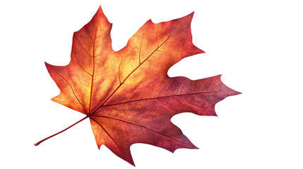 Fototapeta premium Red and orange autumn maple leaf isolated on white background