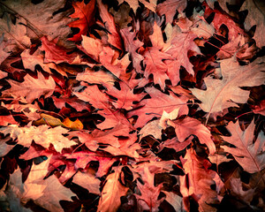 autumn leaves on the ground