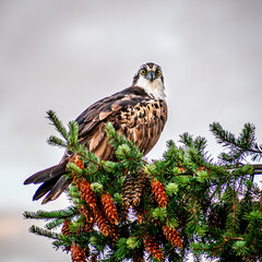 osprey sitting on pine tree