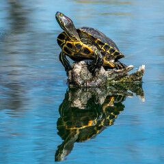 turtle on water with reflection