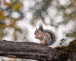 squirrel eating nut on a branch