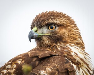 portrait of a hawk