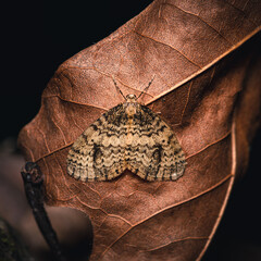 macro of moth on leaf