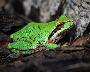 macro photo of frog