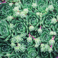 macro photo of several succulents bundled together