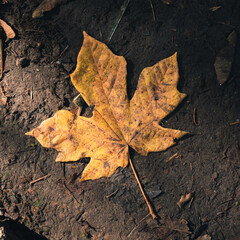yellow maple leaf on the ground