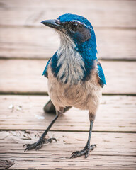 California scrub jay on wood path