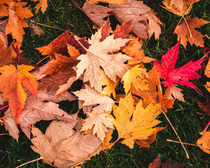 colorful fallen leaves on ground during autumn