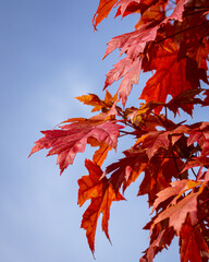 red maple leaves from below with blue sky behind