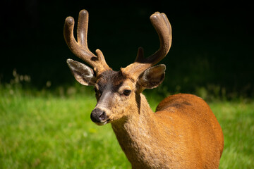 buck deer in field