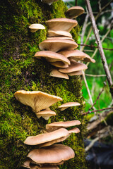 mushrooms growing on tree in forest
