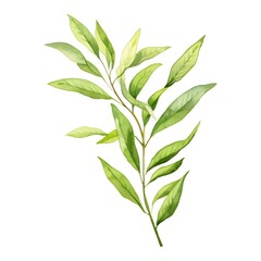 Lush Lemon Verbena Sprig Watercolor on White Background