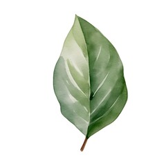 Fototapeta premium Smooth Dark Green Watercolor of Bay Leaf on White Background