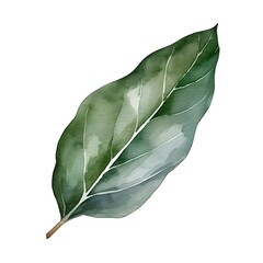 Smooth Green Watercolor Bayleaf Isolated on White Background
