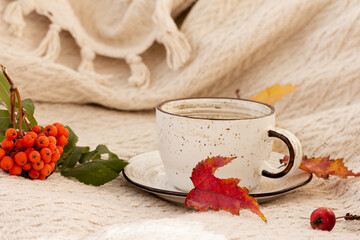 A white ceramic cup, autumn maple leaves, rowanberries on knitted warm blanket or sweater. Autumn mood, Warmth, cozy atmosphere concept, autumn background.