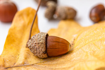 Close up of autumn acorn on yellow autumn leaf, autumn mood, cozy atmosphere concept, autumn...