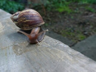 Snails crawling on cement with green plants in the background.