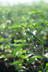 Photo of the top of a chili plant with small white flowers.