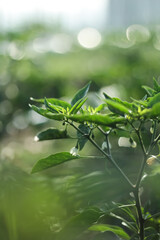 Photo of the top of a chili plant with small white flowers.